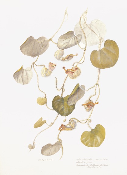 Aristolochia eriantha