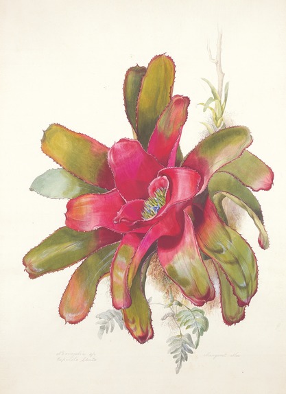 Bromeliad Neoregelia sp.
