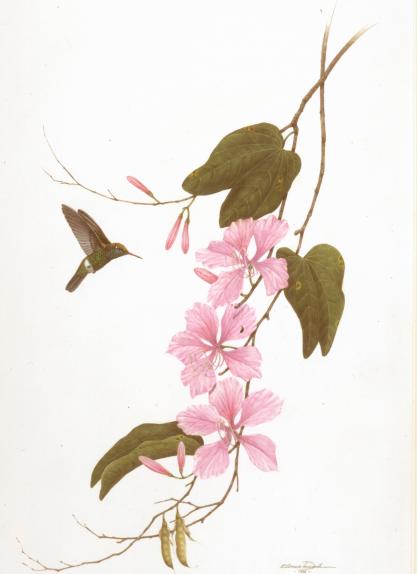 Bauhinia & Hummingbird