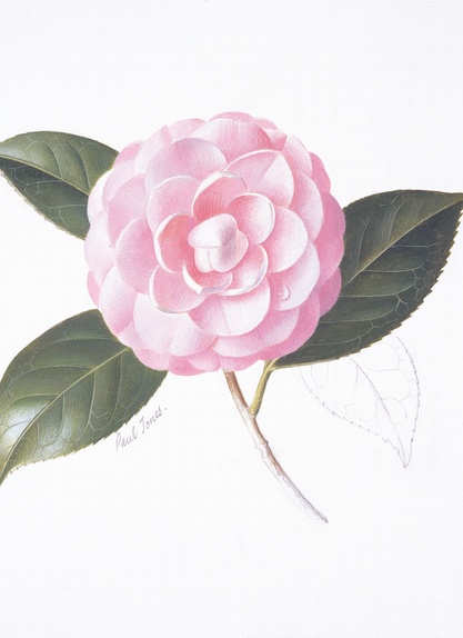 Camellia "Usu-otome"