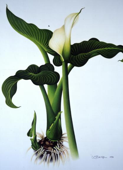 White Arum Lily 