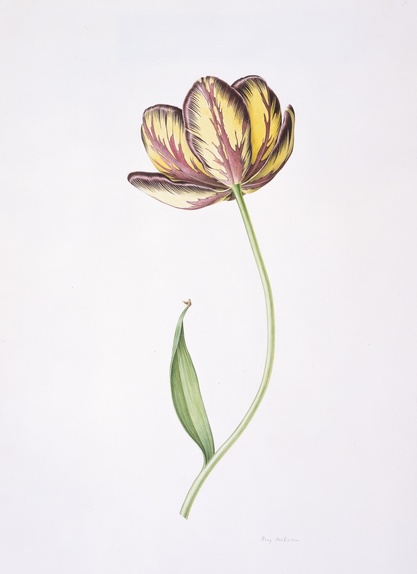 Old English Florist Tulip "Sir Joseph Paxton" 1962