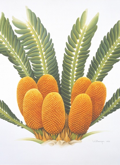 Cycad (male cones of)