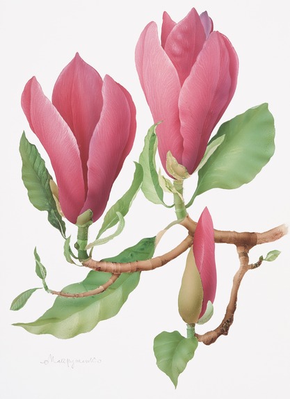 Deep pink Magnolia