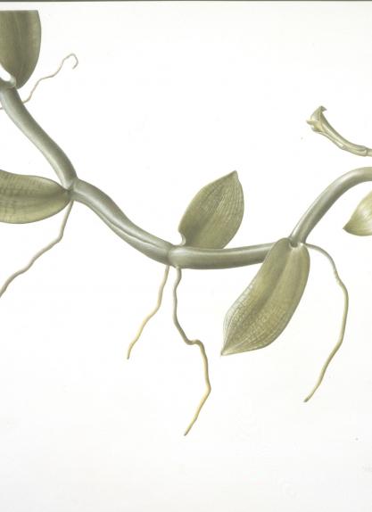 Vanilla imperialis II, Shoot with epiphytic roots