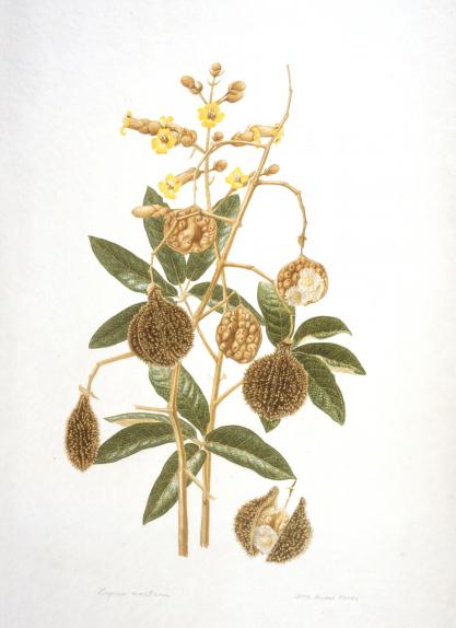 Zeyheria montana