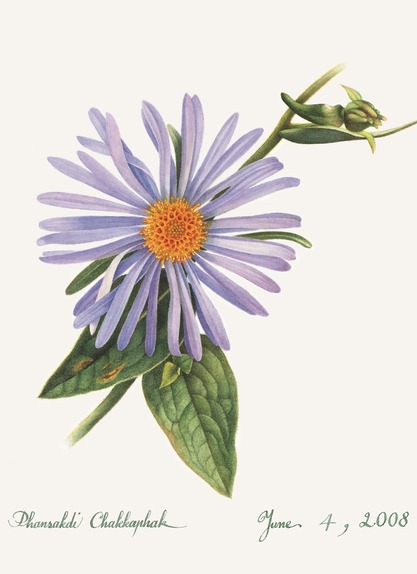 Michaelmas Daisy, Afterthought