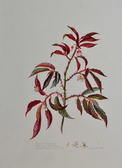 Begonia rufosericea, Plate IX