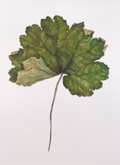 Small Gunnera Leaf