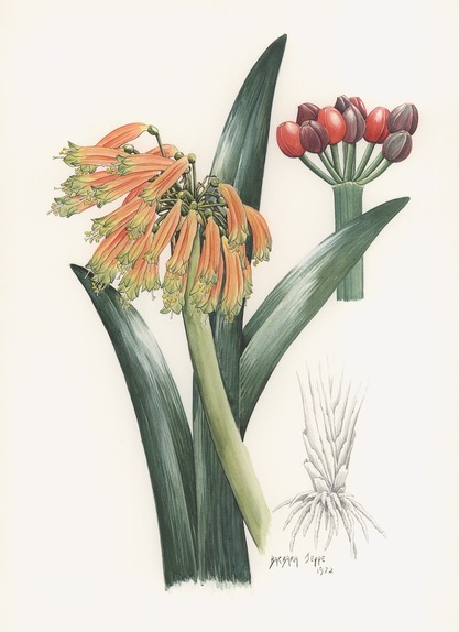 Clivia gardenii