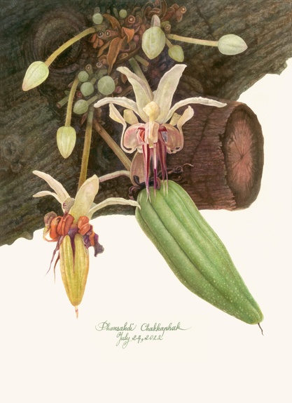 Cacao Flower and Young Pod
