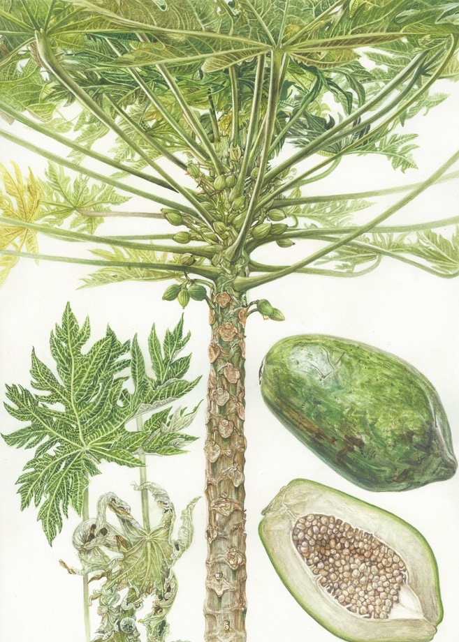 Carica papaya L.