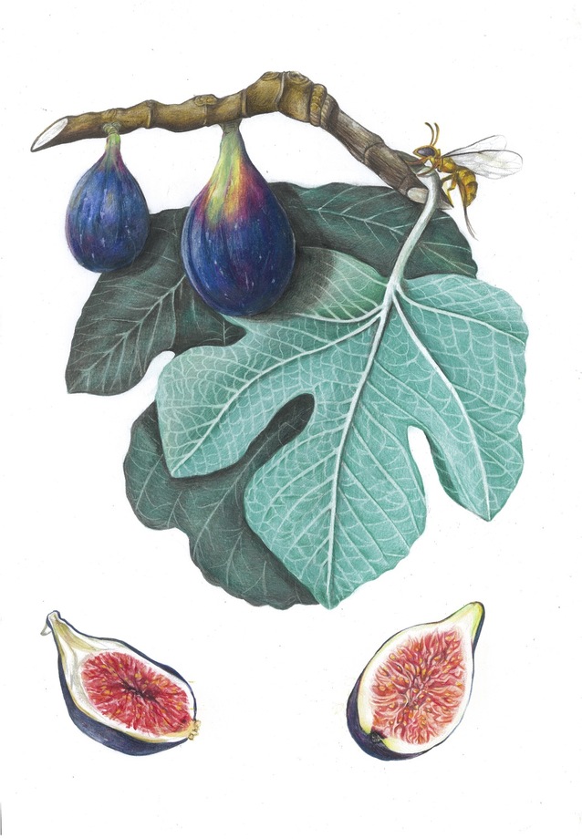 Ficus carica