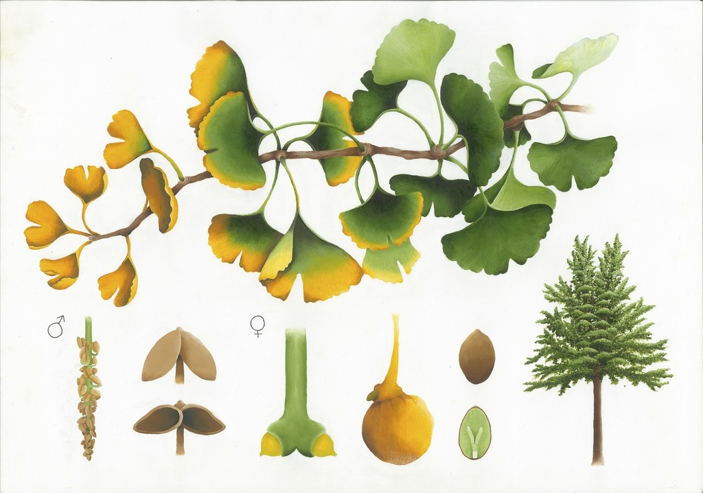 Ginkgo biloba