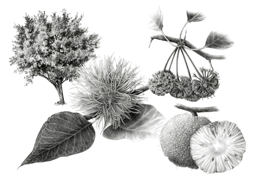 Maclura pomifera