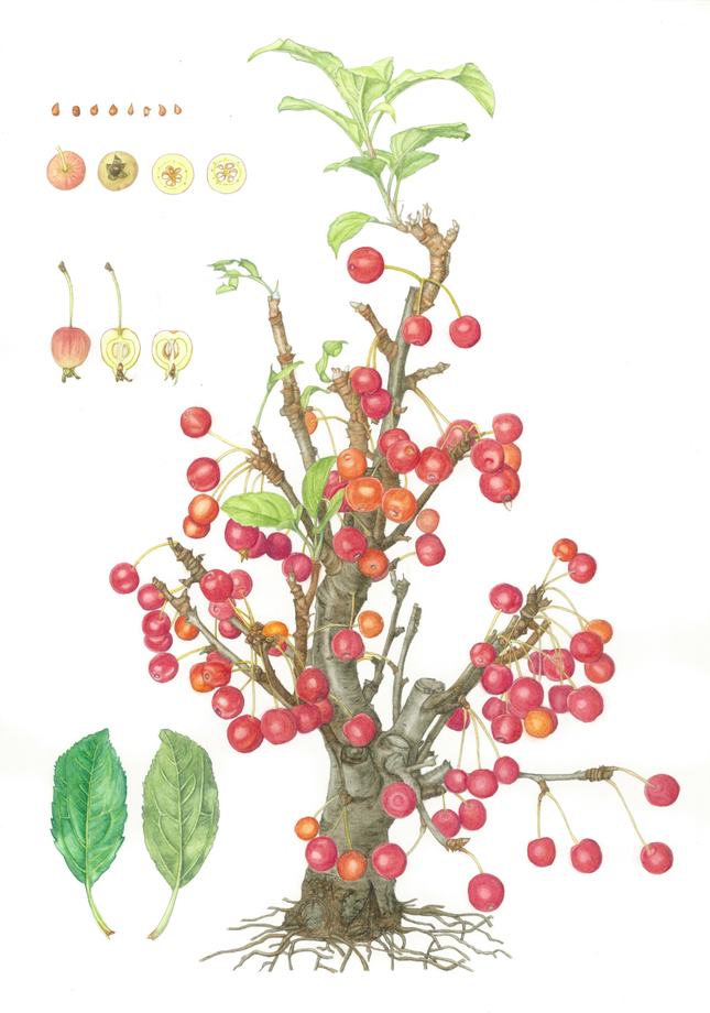 Malus sieboldii ‘Sakurahime’