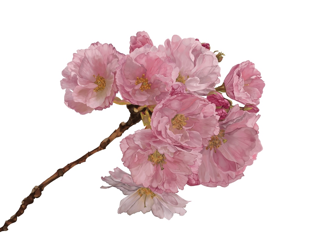 Prunus serrulata Lindl.