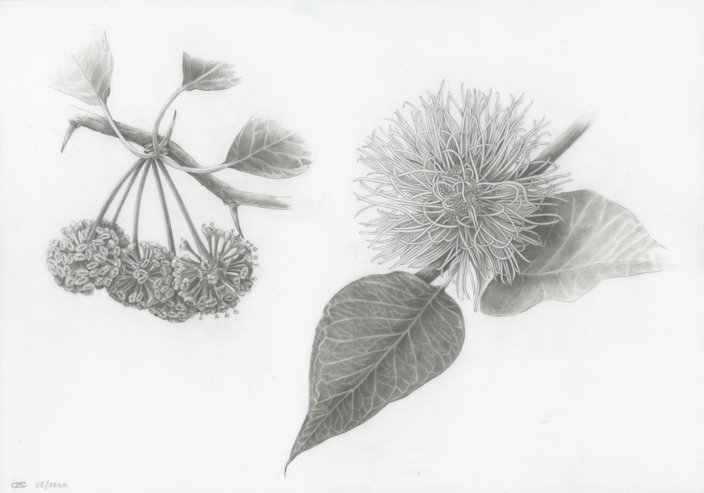 The Flowers of the Maclura pomifera