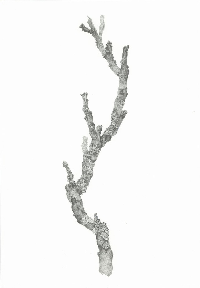 Tilia americana Twig