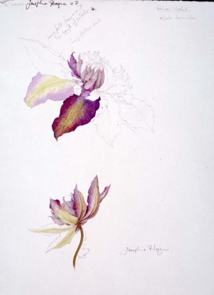 Two Studies of Clematis "Vyvyan pennell"