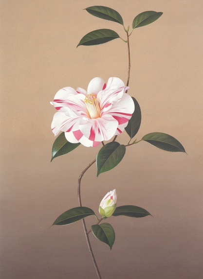 Camellia "Paul Jones Supreme"