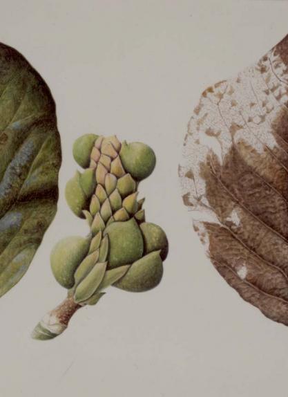 Magnolia Leaves & Fruit
