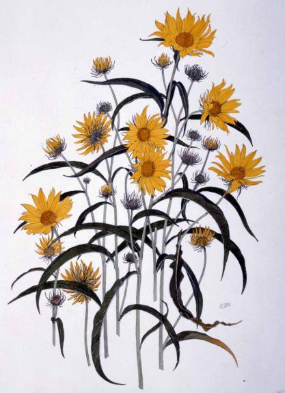 Willowleaf Sunflower