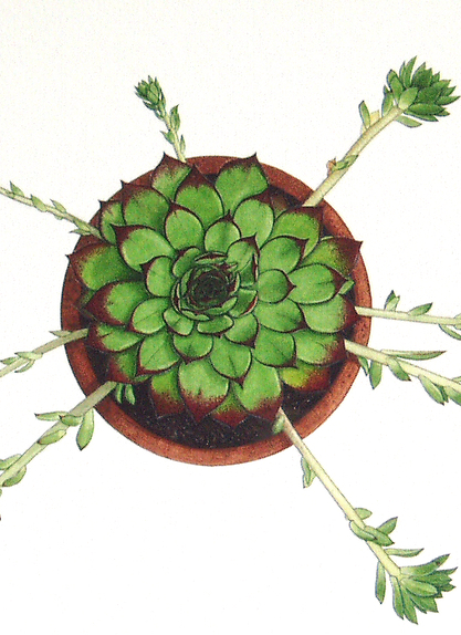 Sempervivum