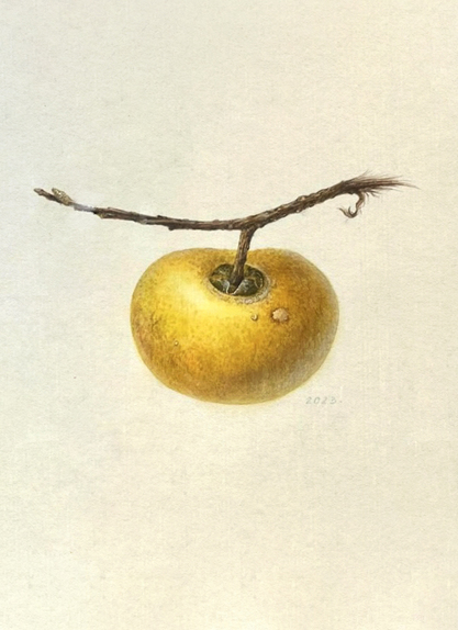 Gold Apple