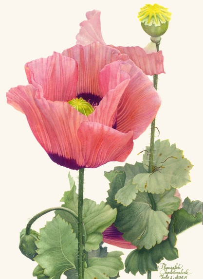 Opium Poppy