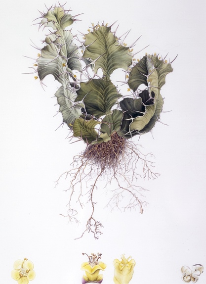Euphorbia