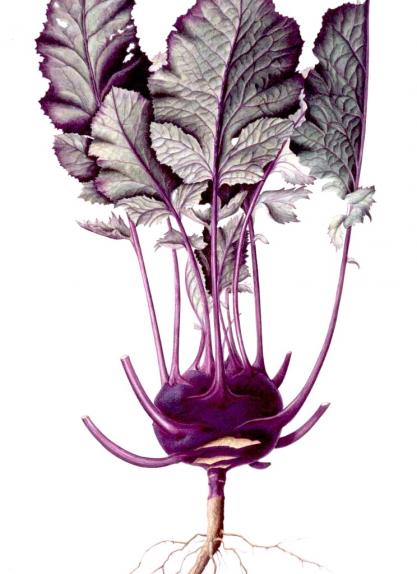 Kohlrabi