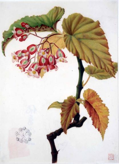 Begonia x argenteoguttata