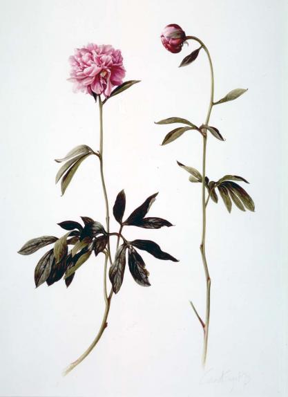 Paeonia "Sarah Bernhardt"