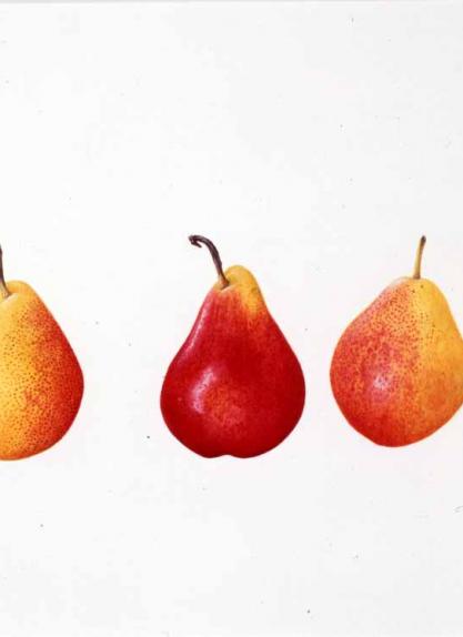 Five Fiorello Pears