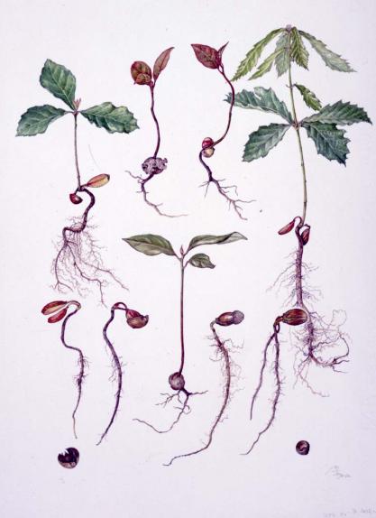 Seedlings of Oak