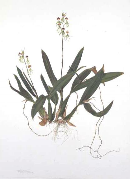 Clamshell Orchid