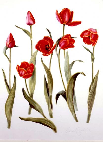 Tulip "de Molen"