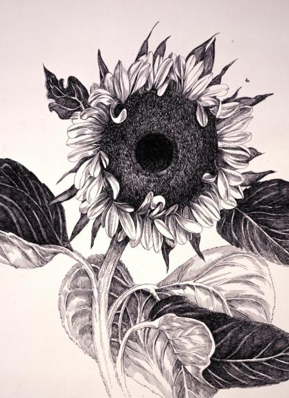 Sunflowers SeriesNo. 3