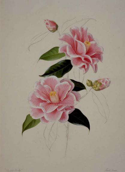 Camellia "Yours Truly"