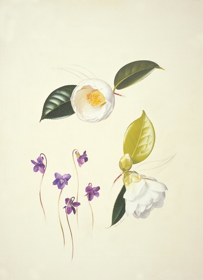 Camellia Sylphide & Violets
