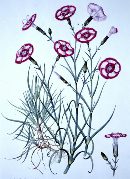 Dianthus "Isobel Bartholomew"