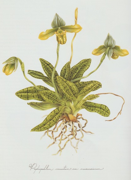 Paphiopedilum