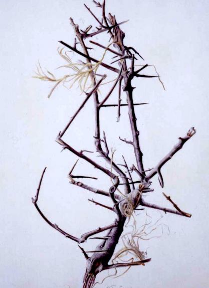 Grasses caught in Blackthorn. Sep 98