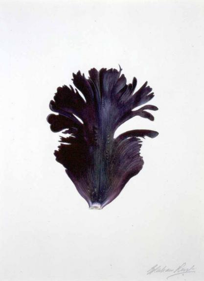 "Black Parrot" tulip petal