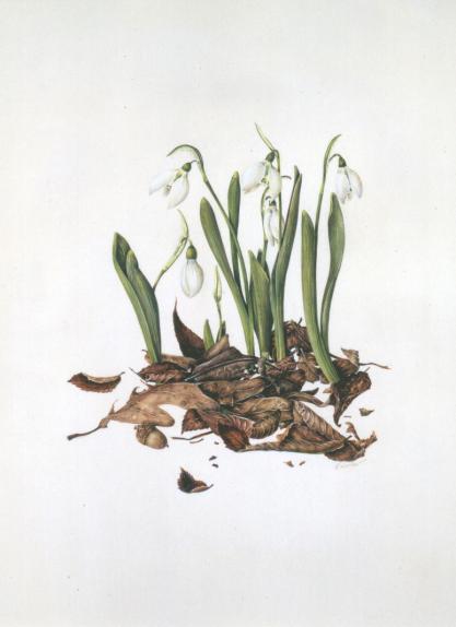 Snowdrops & Leaves
