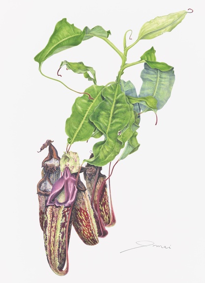 Nepenthes maxima superba