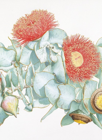 Eucalyptus macrocarpa subsp. elachantha