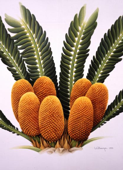 Cycad (male cones of)