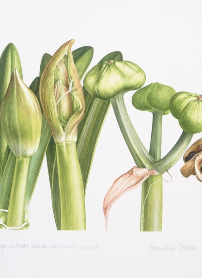 Hippeastrum buds and seed capsule